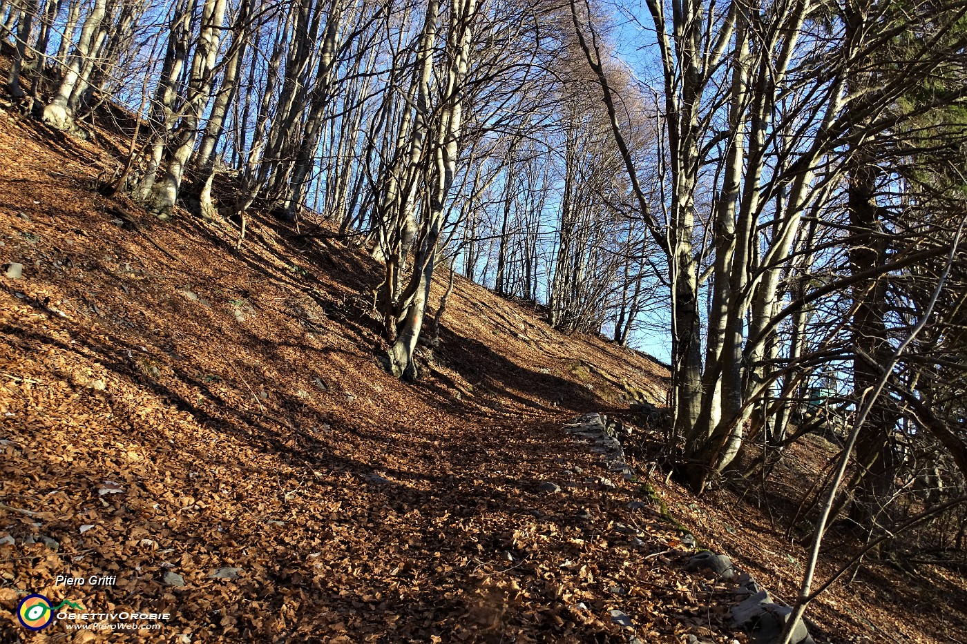 09 Nel bosco di faggeta.JPG